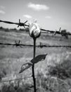 A single white rose piercing through barbed wire on a battlefield Royalty Free Stock Photo