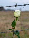 A single white rose piercing through barbed wire on a battlefield Royalty Free Stock Photo