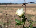 A single white rose piercing through barbed wire on a battlefield Royalty Free Stock Photo