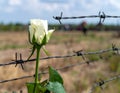 A single white rose piercing through barbed wire on a battlefield Royalty Free Stock Photo