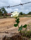 A single white rose piercing through barbed wire on a battlefield Royalty Free Stock Photo