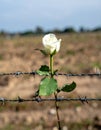 A single white rose piercing through barbed wire on a battlefield Royalty Free Stock Photo