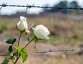 A single white rose piercing through barbed wire on a battlefield Royalty Free Stock Photo