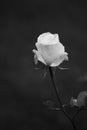 Single White Rose Royalty Free Stock Photo