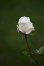 Single White Rose Royalty Free Stock Photo