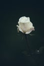 Single White Rose Royalty Free Stock Photo