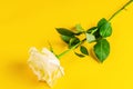 single white rose on a vibrant yellow background Royalty Free Stock Photo