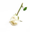 Single white Rose on white background Royalty Free Stock Photo