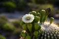 A single white saguaro blossom amid green buds and golden spines