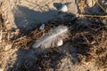 Close up bird feather on beach Royalty Free Stock Photo