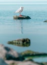 Single white seagull bird sitting on stone on sea water. Beautiful natural vertical blurred background. Royalty Free Stock Photo