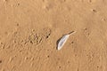 Single white seagull feather on beach Royalty Free Stock Photo