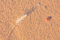 Single white seagull feather on beach sand Royalty Free Stock Photo