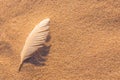 Single white seagull feather on beach sand Royalty Free Stock Photo