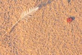 Single white seagull feather on beach sand Royalty Free Stock Photo