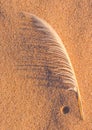 Single white seagull feather on beach sand Royalty Free Stock Photo
