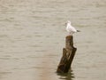 Single white seagull standing on wooden pole in sea water Royalty Free Stock Photo