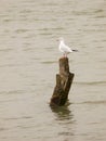 Single white seagull standing on wooden pole in sea water Royalty Free Stock Photo