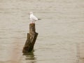 Single white seagull standing on wooden pole in sea water Royalty Free Stock Photo