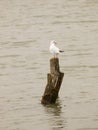 Single white seagull standing on wooden pole in sea water Royalty Free Stock Photo