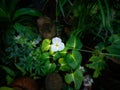 Single White sedge Flower Blooming Royalty Free Stock Photo