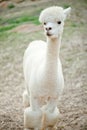 Single white sheared Alpaka Royalty Free Stock Photo