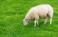 A single white sheep grazing in a field Royalty Free Stock Photo