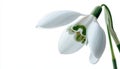 Close Up Of A Delicate White Snowdrop Flower With Green Accents On A Bright White Background Royalty Free Stock Photo
