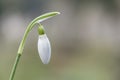 A single snowdrop