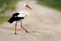 White Stork bird on a grassy meadow during the spring nesting period in Poland