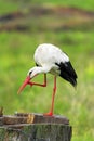 Single White Stork bird on grassy wetlands in Poland