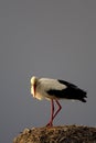 Single white Stork bird on a nest during the spring nesting period