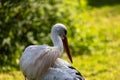Single white stork (Ciconia ciconia) preening its feathers Royalty Free Stock Photo