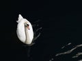 Single white swan Royalty Free Stock Photo