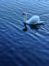 Single white swan floating on beautiful blue lake as background with reflection and ripple on water surface at his foreground. Royalty Free Stock Photo