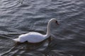 Single white swan floating on river surface Royalty Free Stock Photo