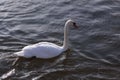 Single white swan floating on water surface Royalty Free Stock Photo