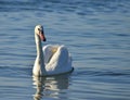 Single white swan Royalty Free Stock Photo