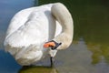 Single white swan Royalty Free Stock Photo