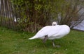 Single white swan resting on one mate Royalty Free Stock Photo