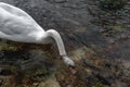 A single  white Swan on the River Lathkill, Peak District, Derbyshire Royalty Free Stock Photo