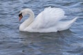 A mute swan on the River Itchen