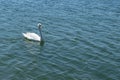 Single white swan swims on blue sea water Royalty Free Stock Photo