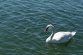 Single white swan swims on blue sea water Royalty Free Stock Photo