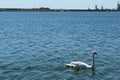 Single white swan swims on blue sea water Royalty Free Stock Photo