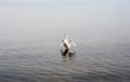 Single white swan on water opening wings. Royalty Free Stock Photo