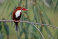 White throated kingfisher bird, natural, nature, wallpaper