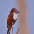 White breasted kingfisher bird natural nature wallpaper India