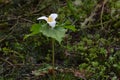 Single Trillium Flower on the Forest Flower