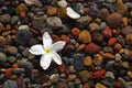 A Single White Tropical Flower Floating above Rocks Royalty Free Stock Photo